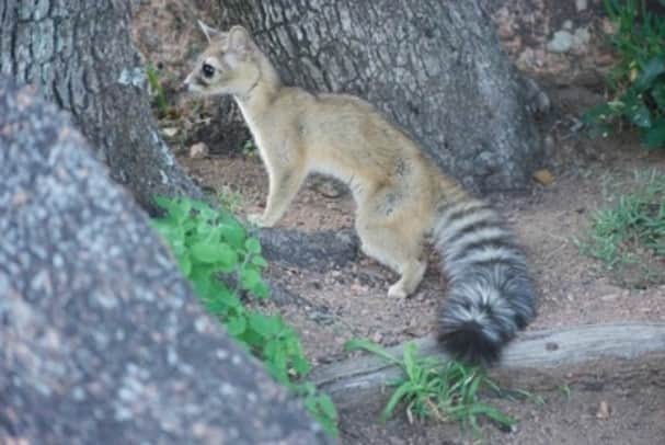 Ringtail Cats are seen on the cabin's patios.  Bring your trail cameras to get some great photos!
