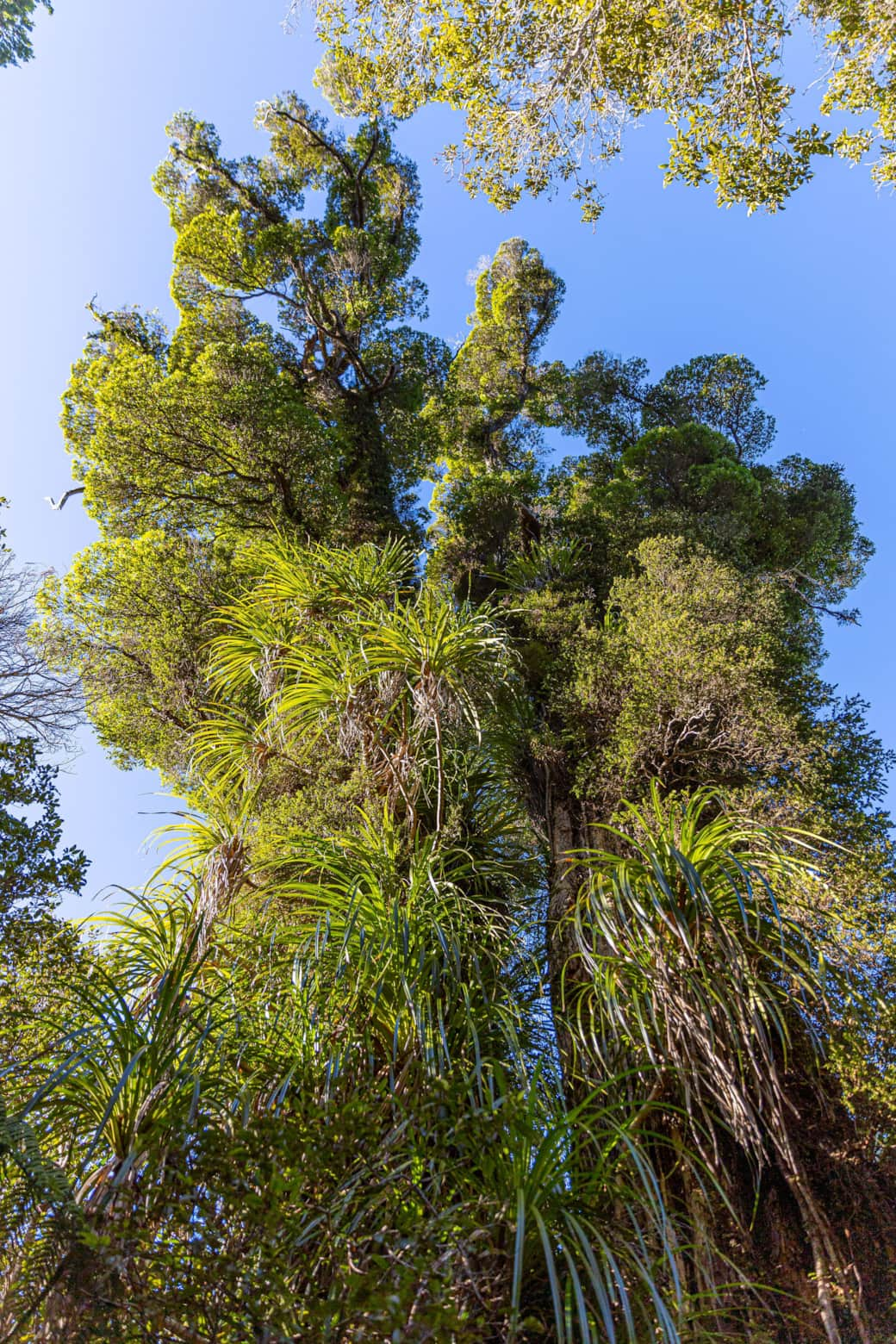 Giant Rata