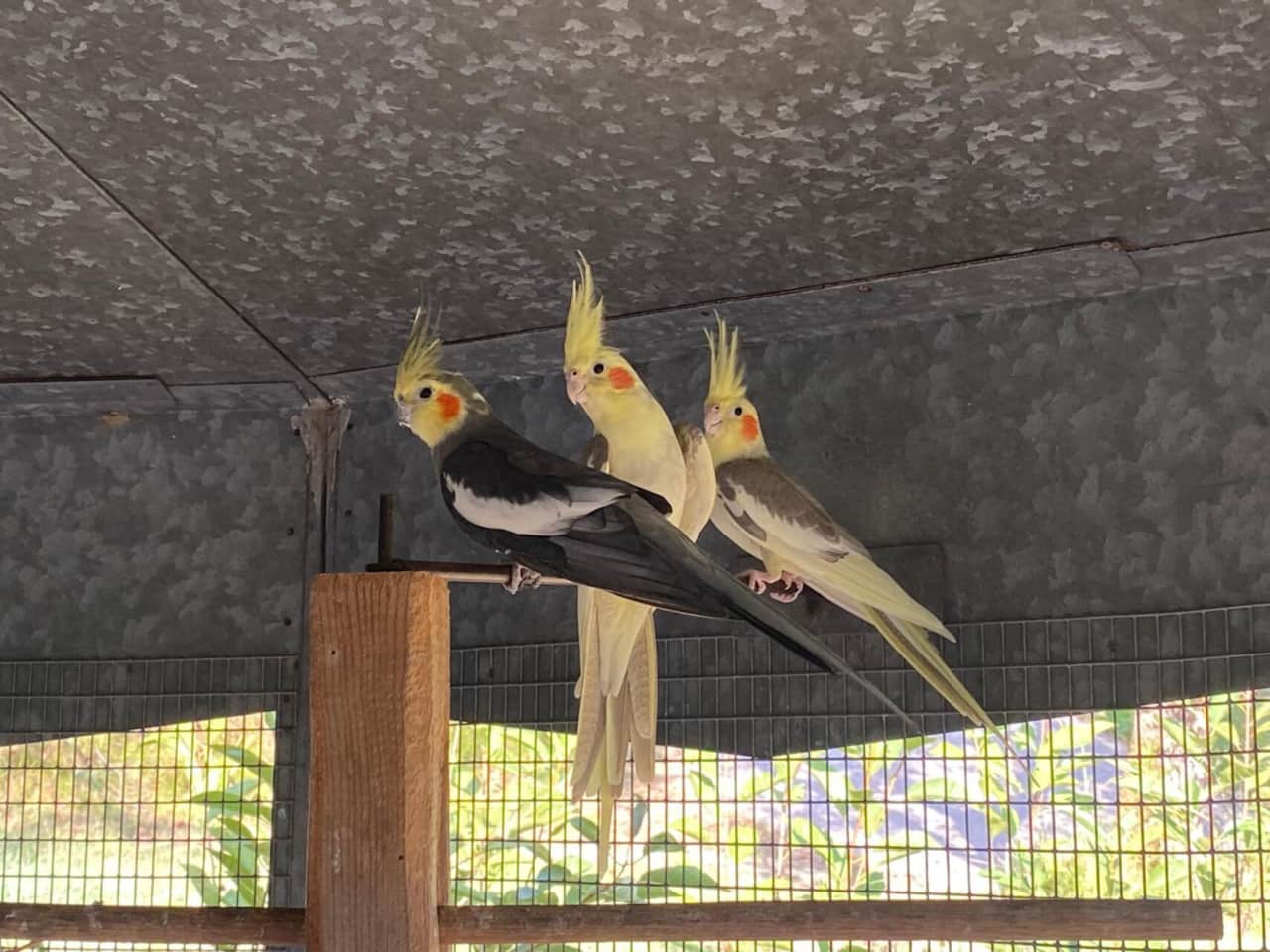 Birds