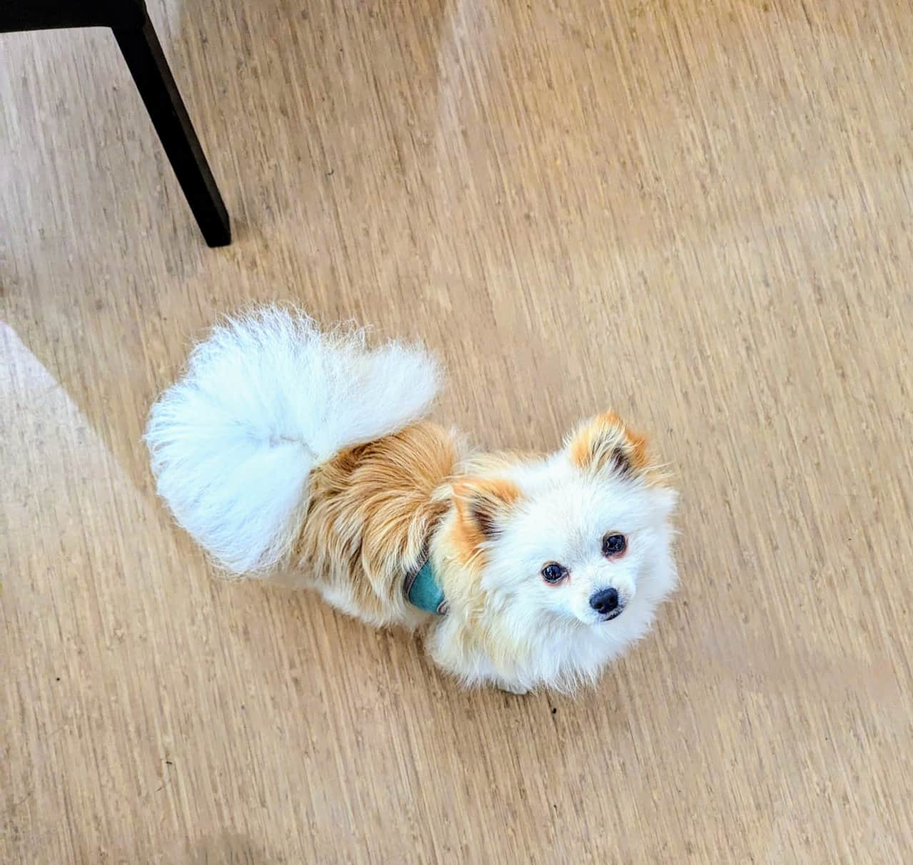 Monty 🐾