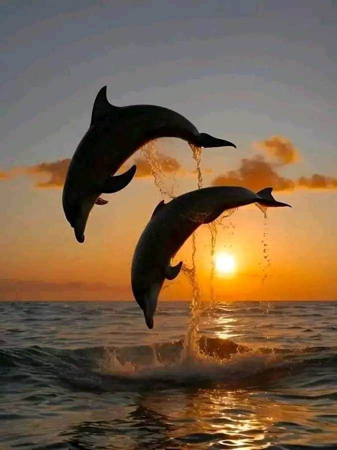 https://l.icdbcdn.com/oh/65934497-866b-48a7-8554-f9cc89c49ec0.jpg?w=2080-49