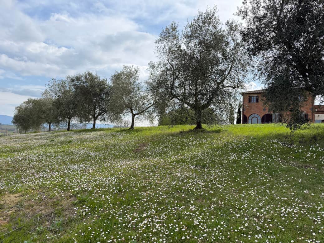 Olive trees 