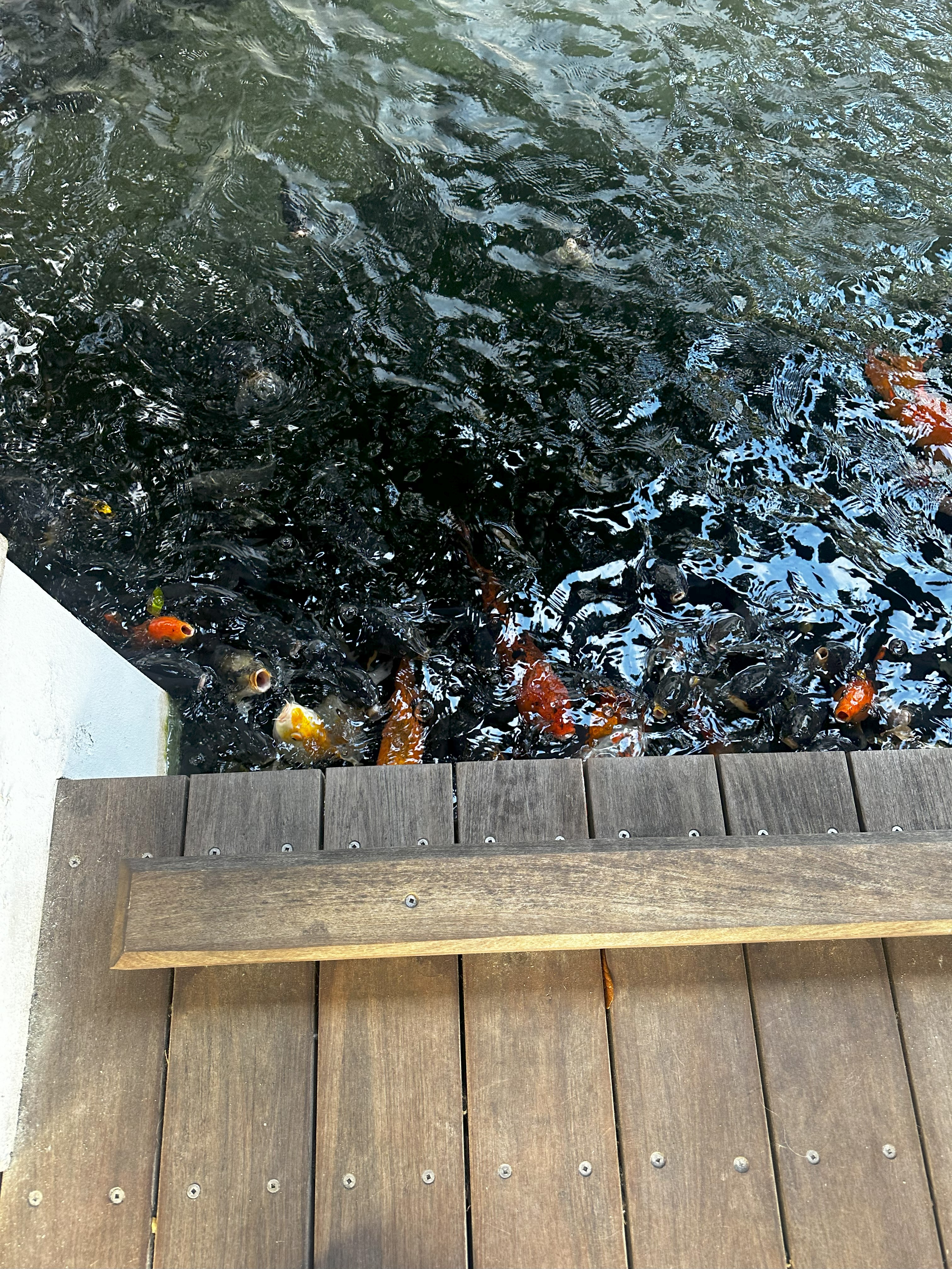 coy pond