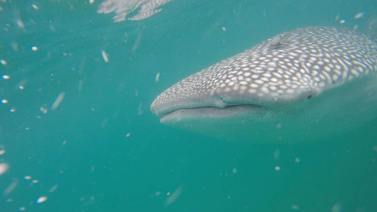Whale Sharks