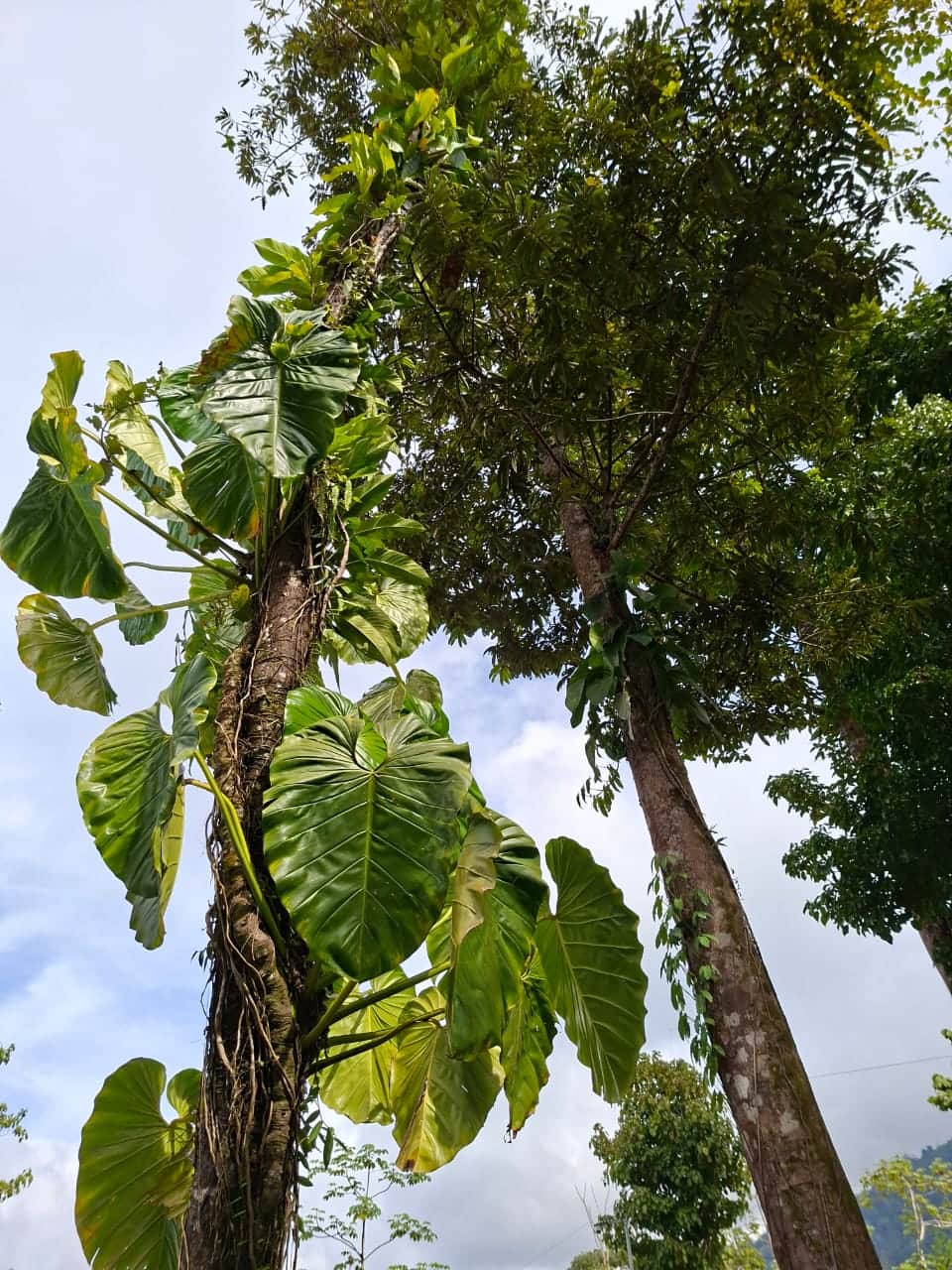 JUNGLE SURROUNDING JUNGLE SURROUNDING