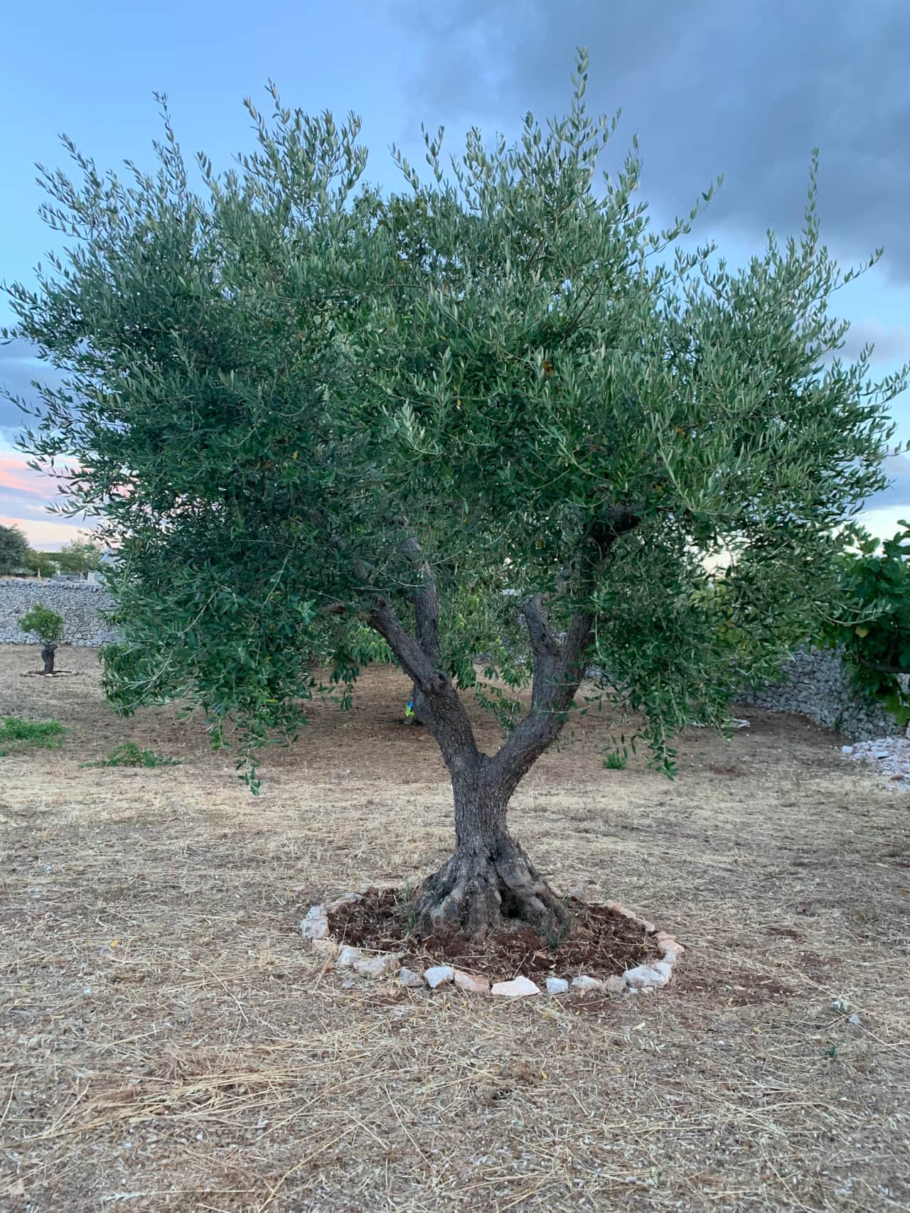 Olivenbaum