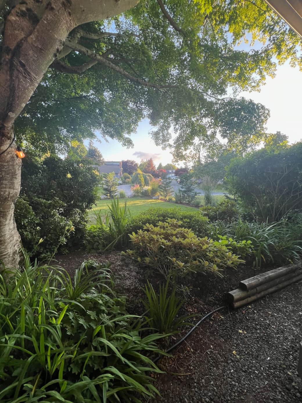 Maple tree out front