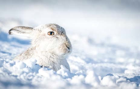 Mountain hare