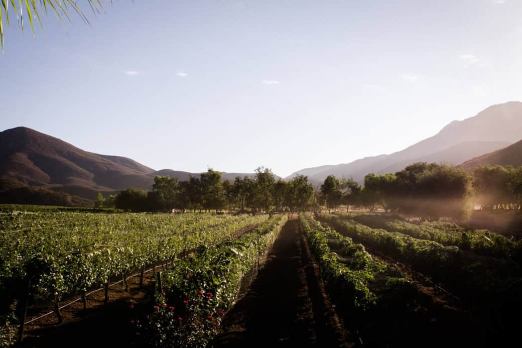 La vista hacia los viñedos desde el jardín/ The view of the vineyards from the garden/ La vue sur les vignobles depuis le jardin