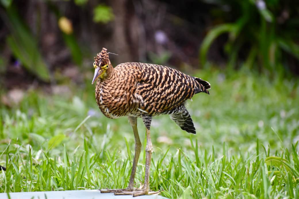 Tiger birds out in the garden