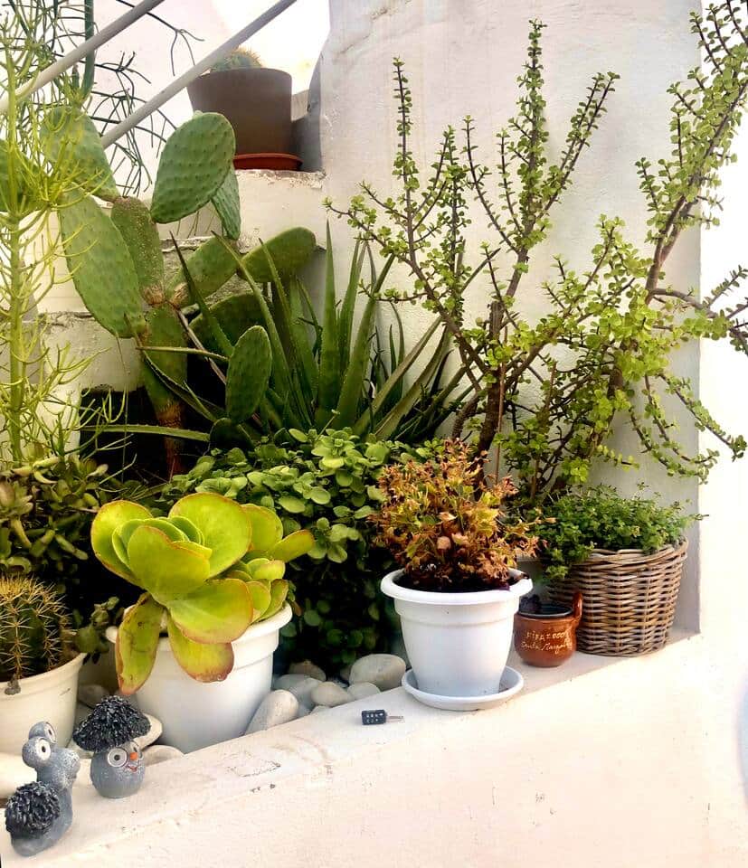 Nos plantes et cactus
