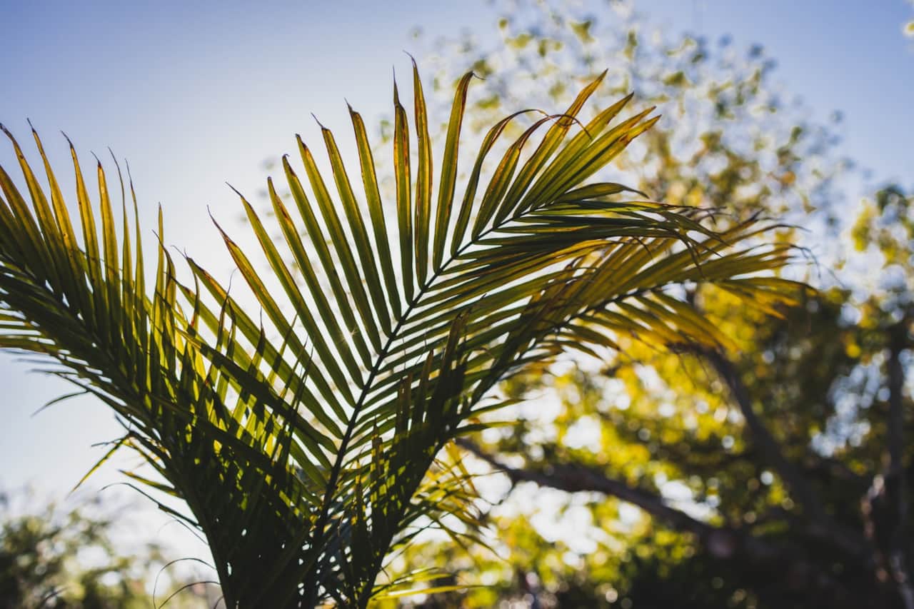 Majesty Palm