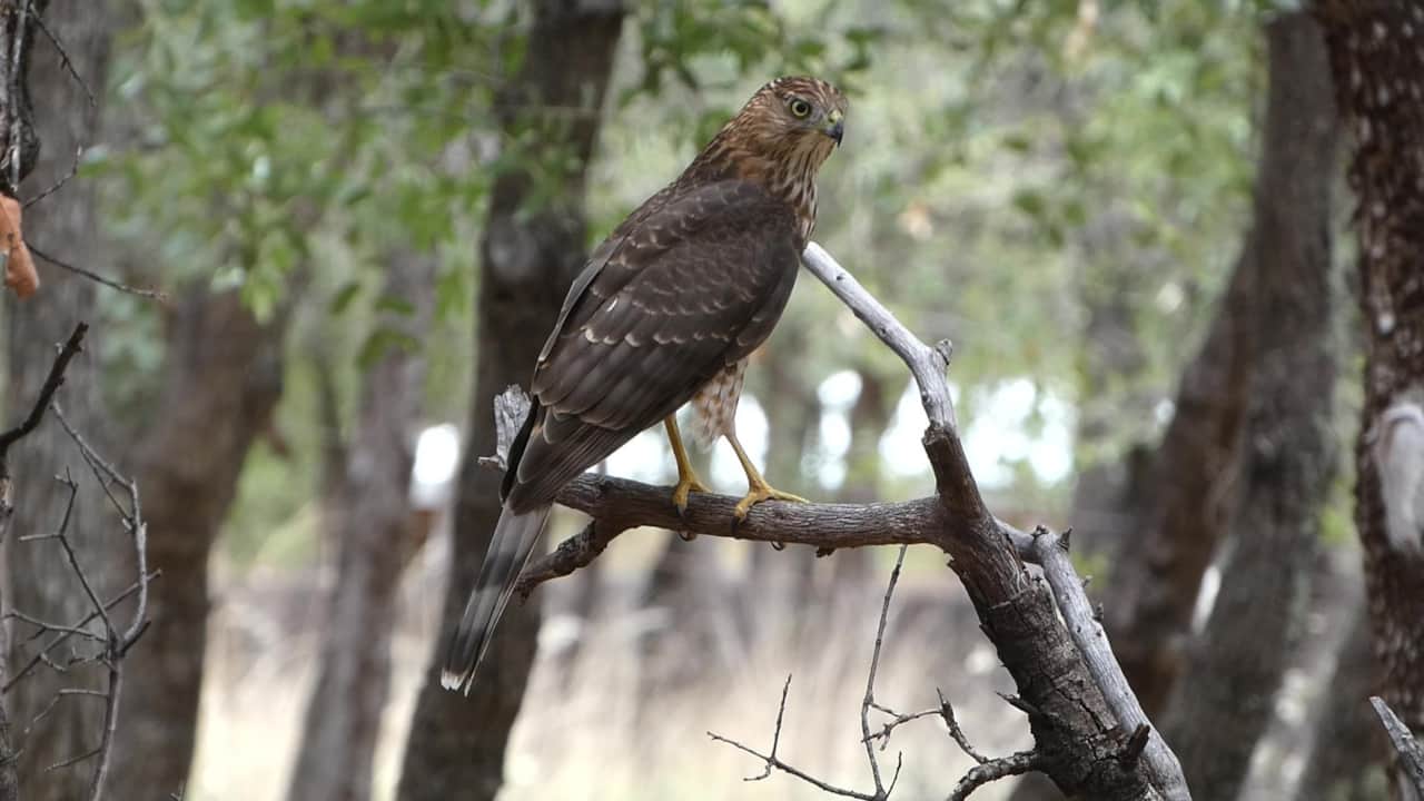 Coopers Hawk