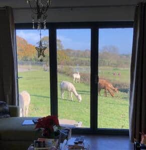 Lounge View Alpacas