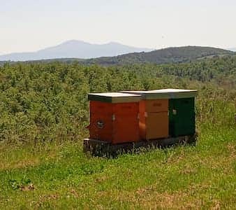 Beehives producing the honey offered to guests