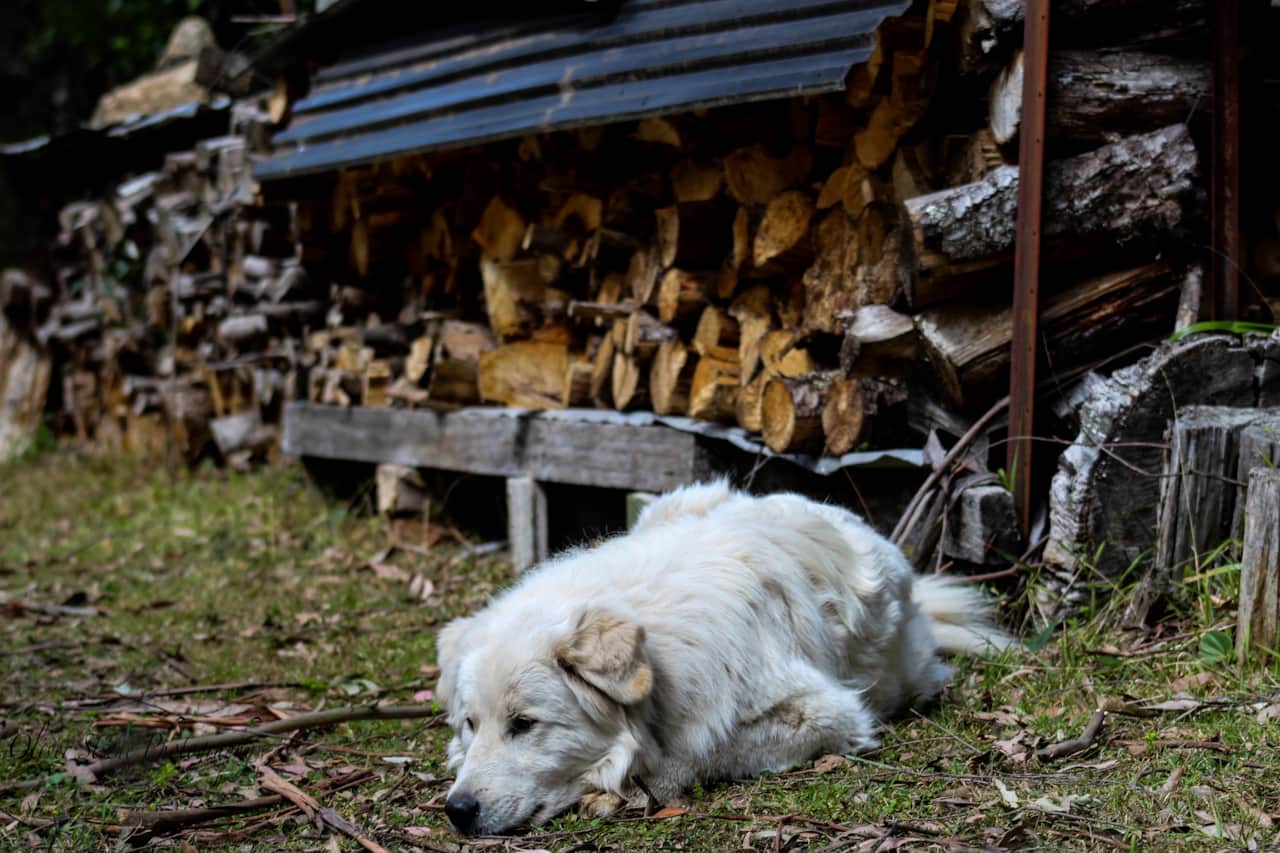 Bowie and firewood @ Tomah Retreat