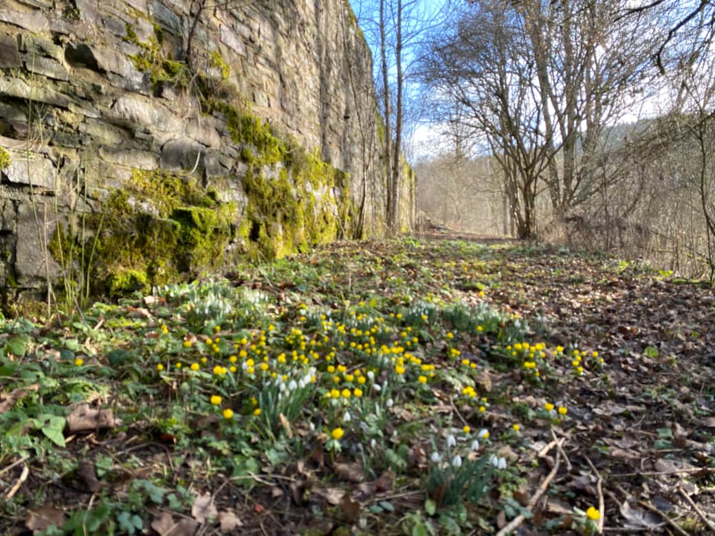 Frühlingsimpressionen an der Burgmauer