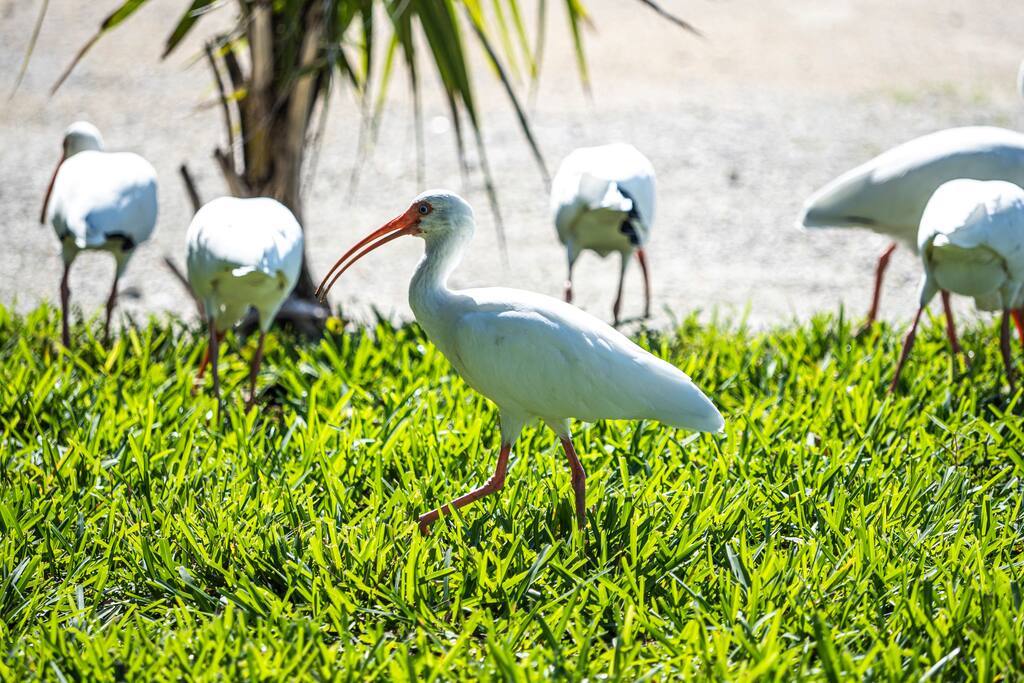 White ibis feeding on the lawns at Sunset Park, Key Colony Beach