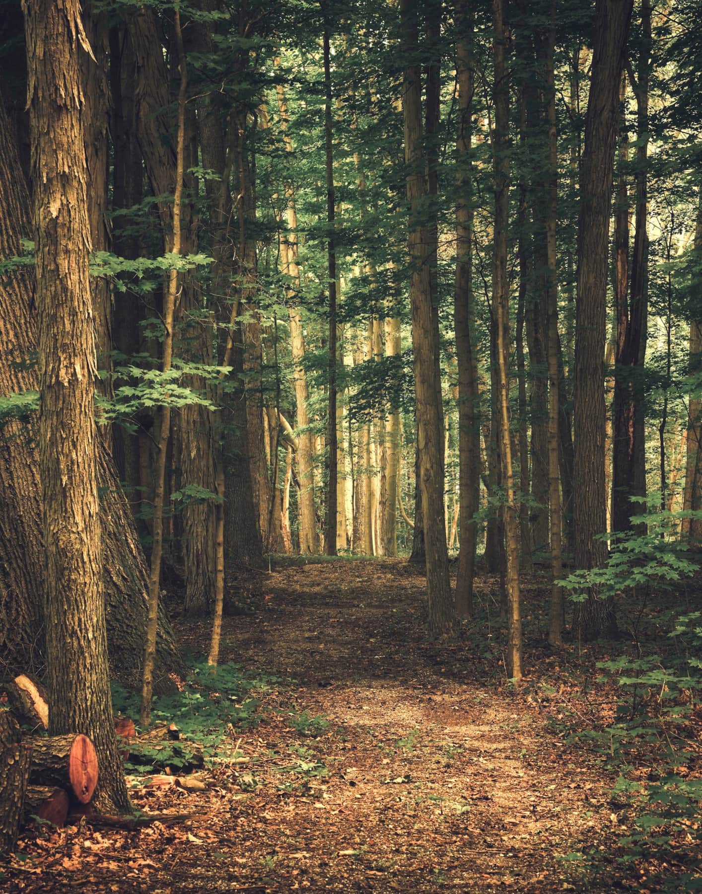 Nice Trail behind the Cabin.jpeg