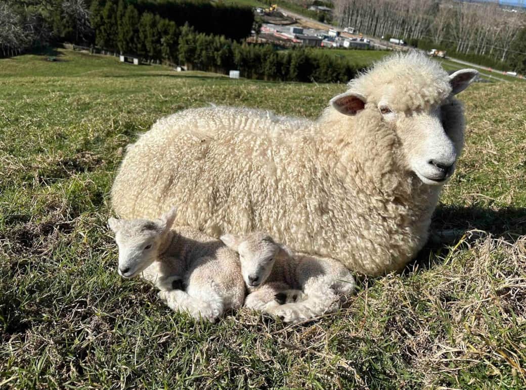 Emily our pet sheep with her twins 28/7/23. She is currently pregnant.