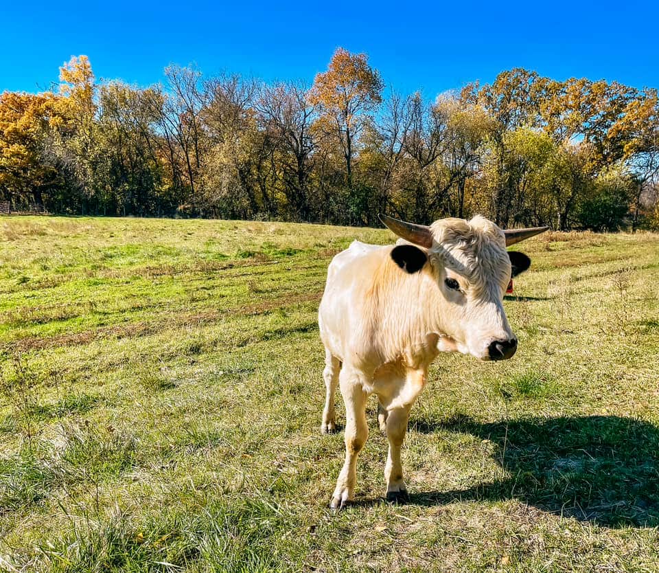 Ancient White Park Cattle at Seed Savers Exchange Heritage Farm
