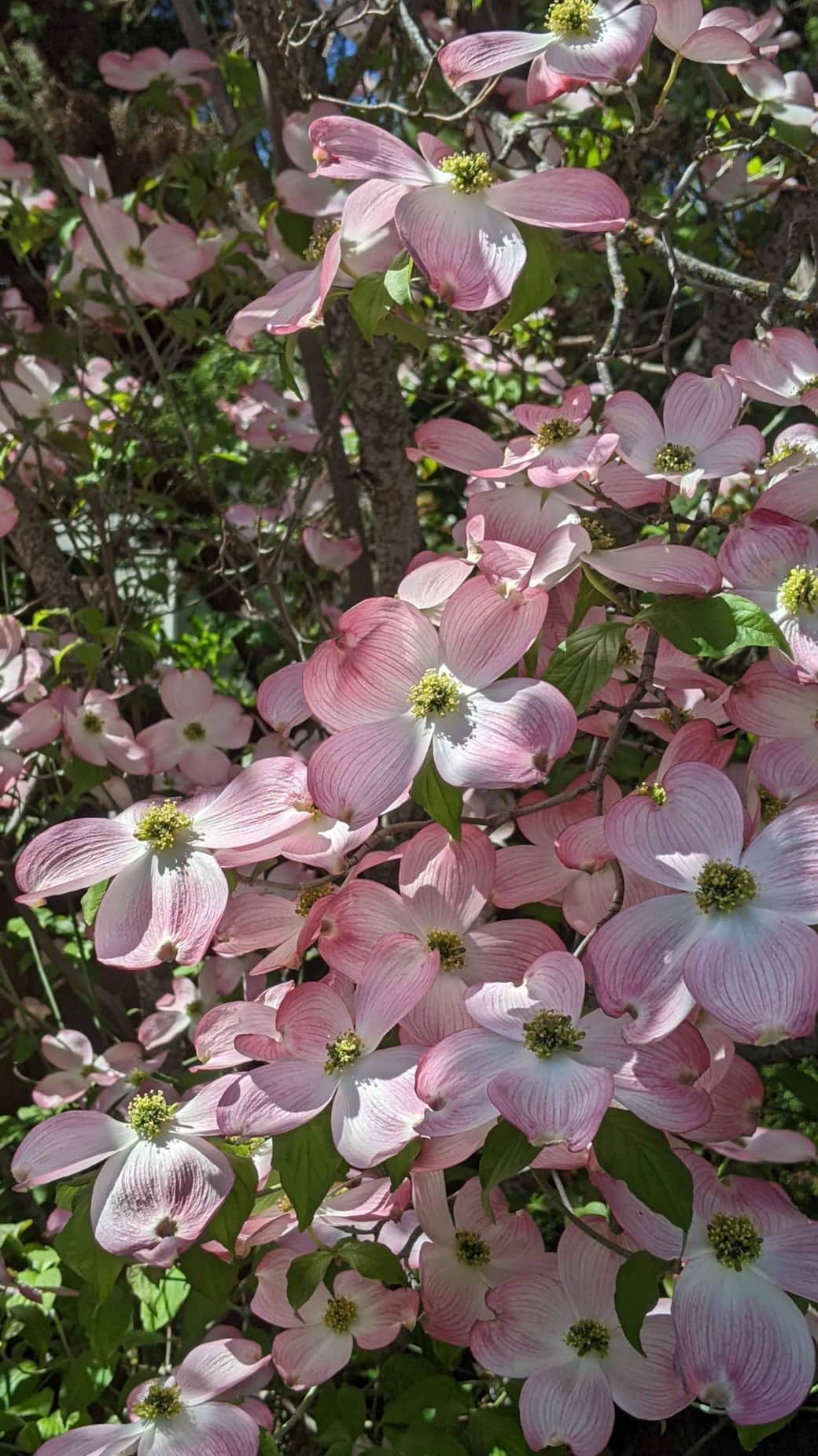 15 Spring