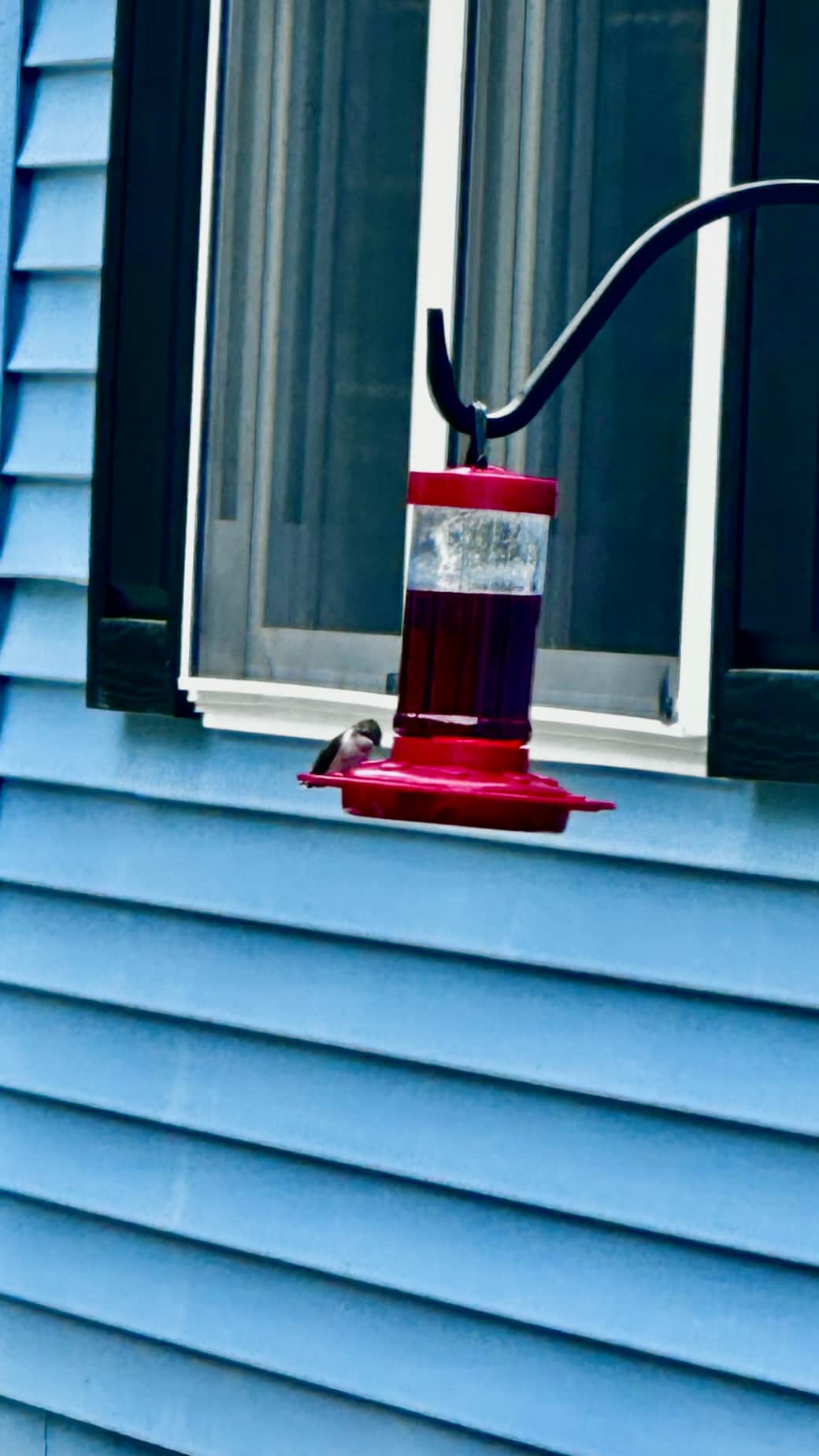 Resident hummingbird