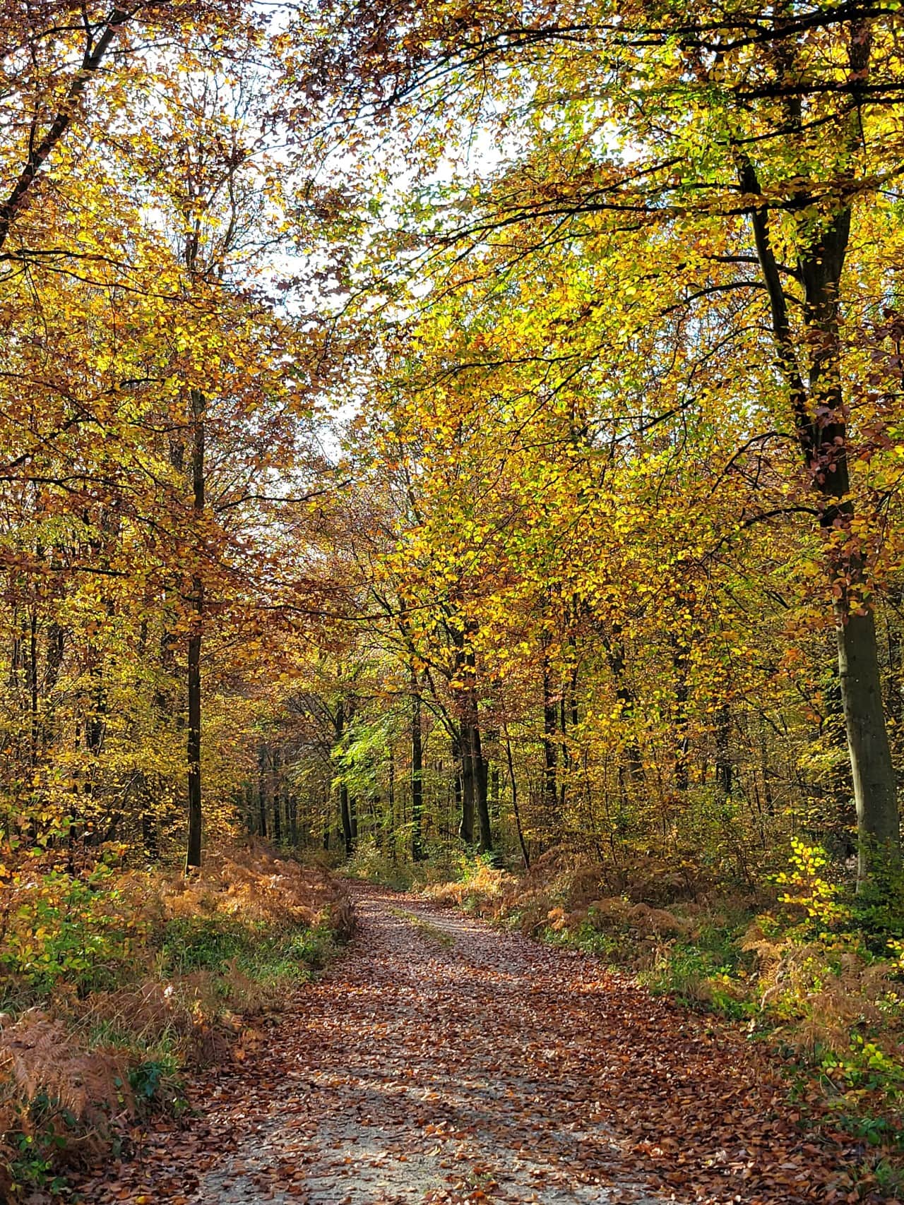 Forêt de Brotonne - Gite Maison Parenthèse