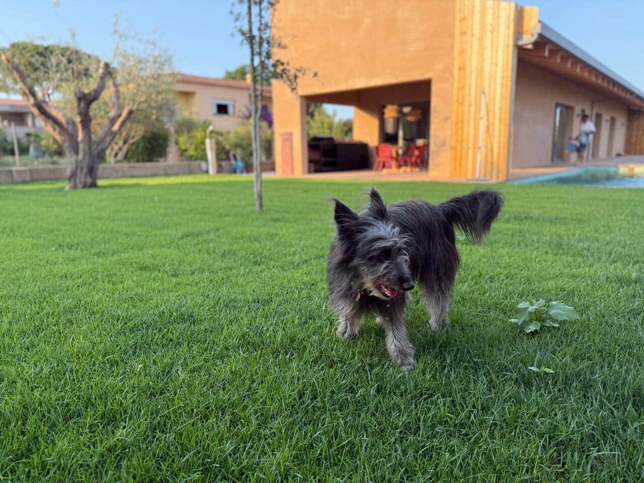 Perro en el jardín vallado de césped