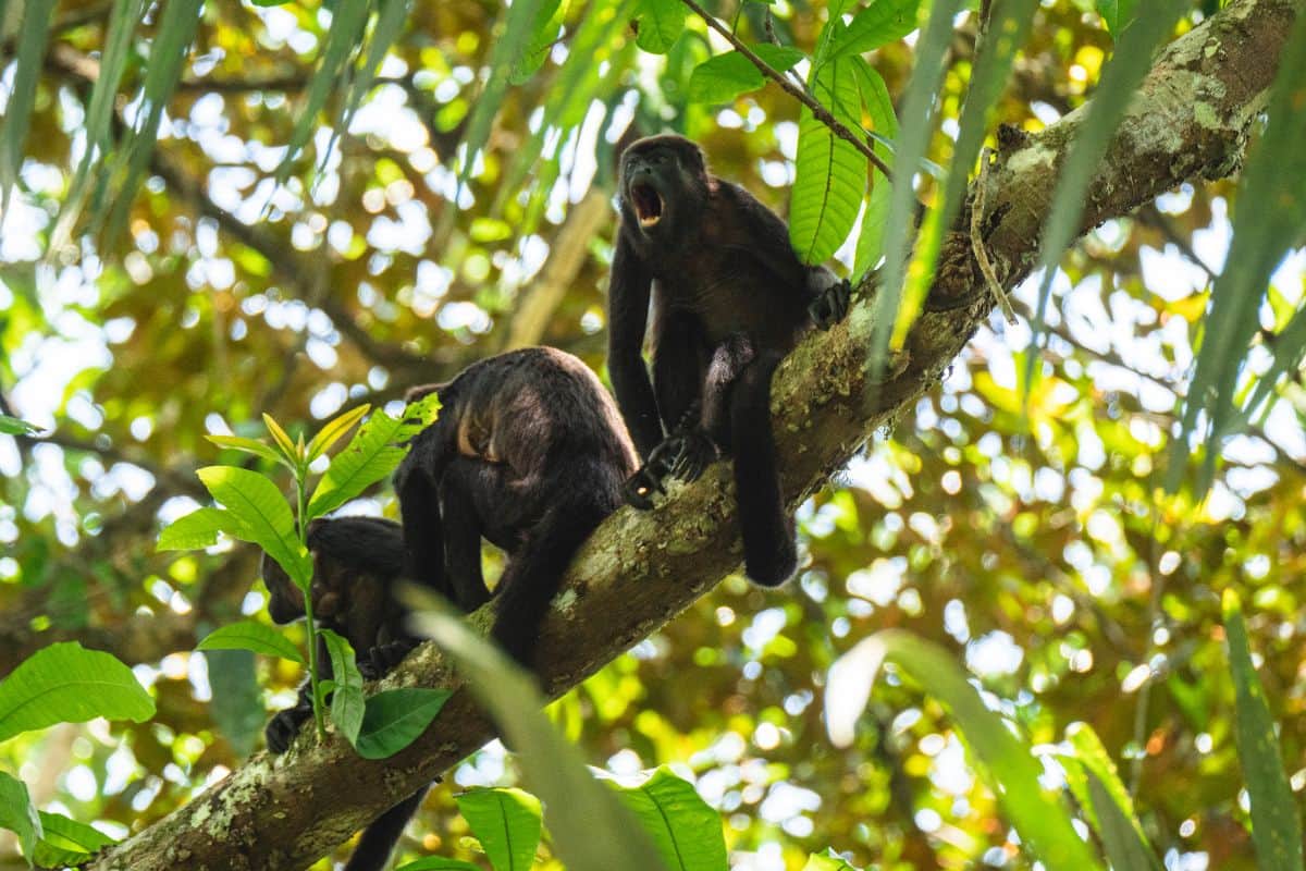 Viewing of howler monkeys at Villa Sueño.jpg