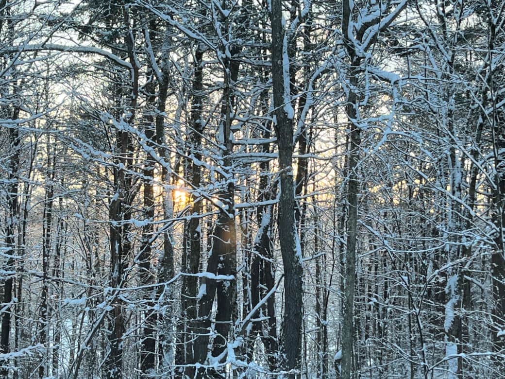 Sunset through the winter trees. Sunset through the winter trees.