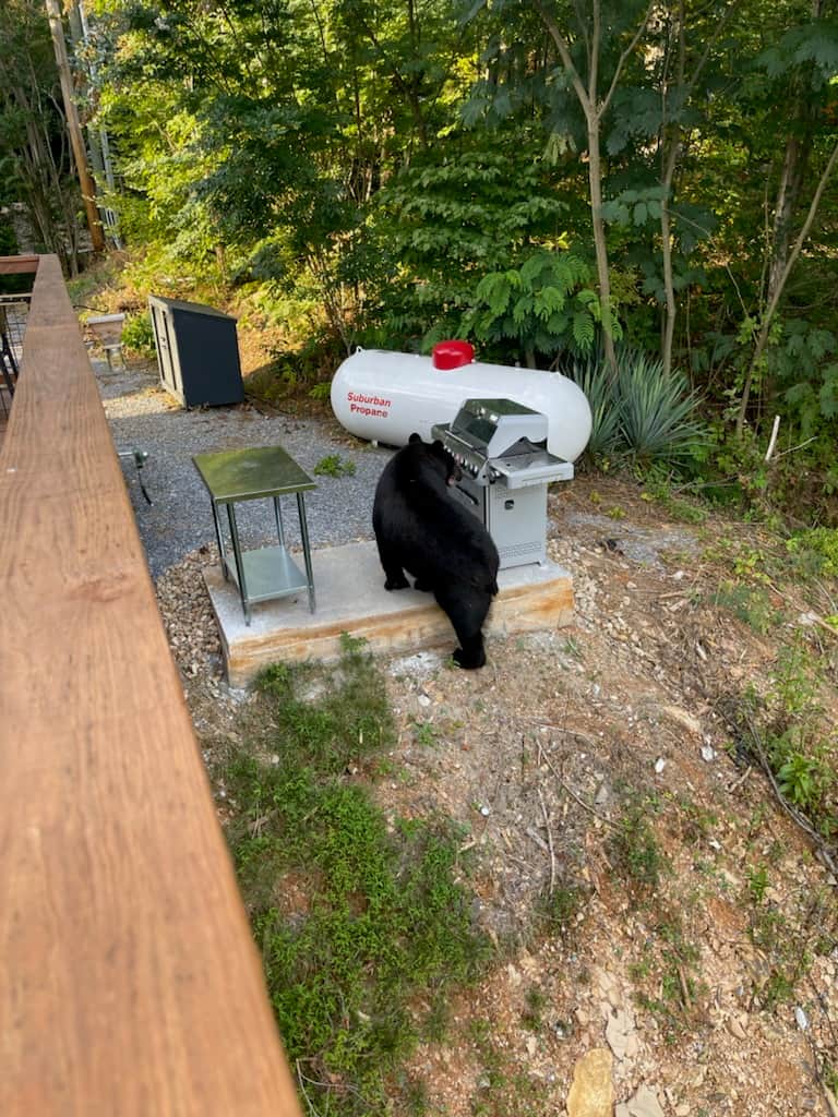 BlackBearDen guest