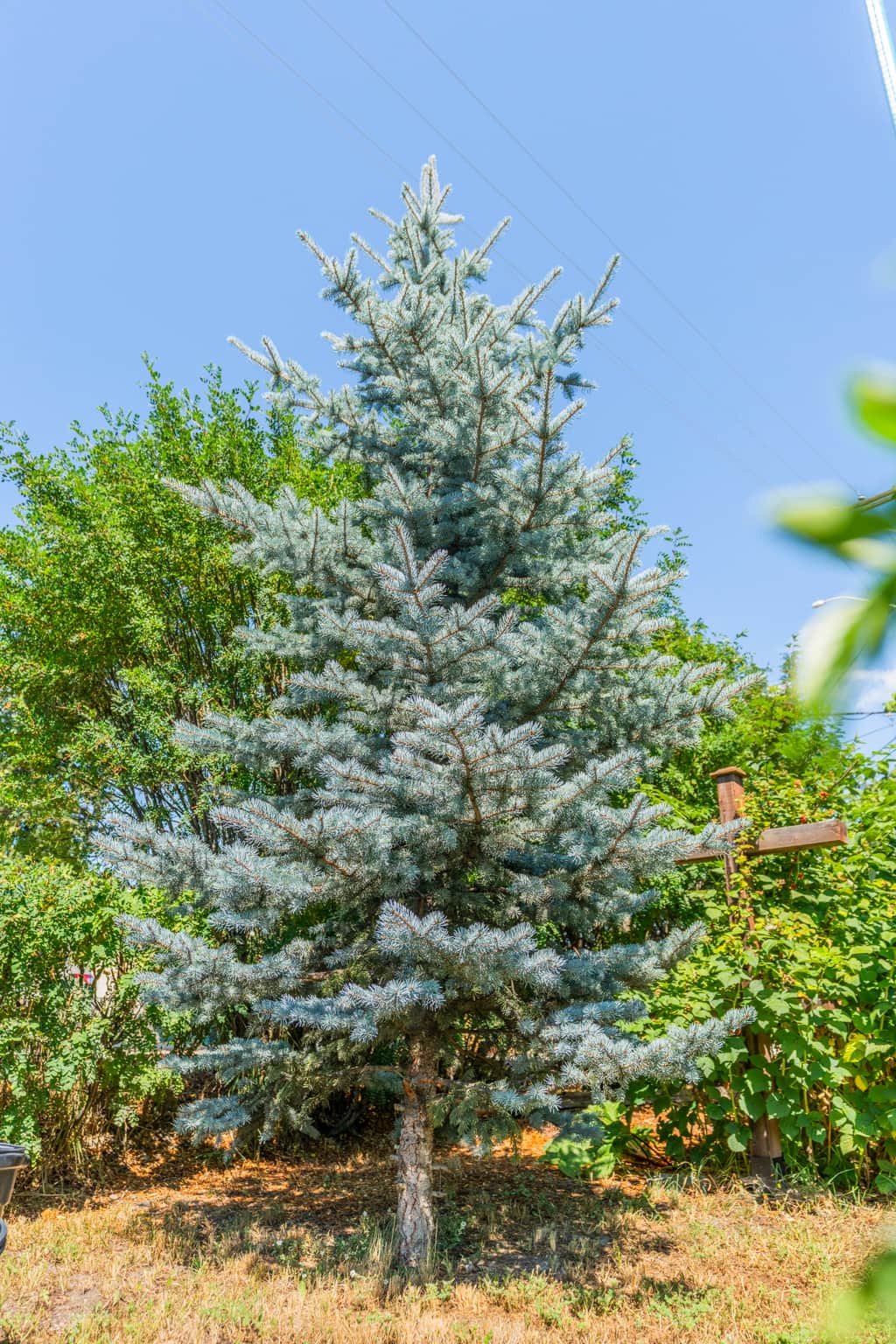 The actual Blue Spruce!
