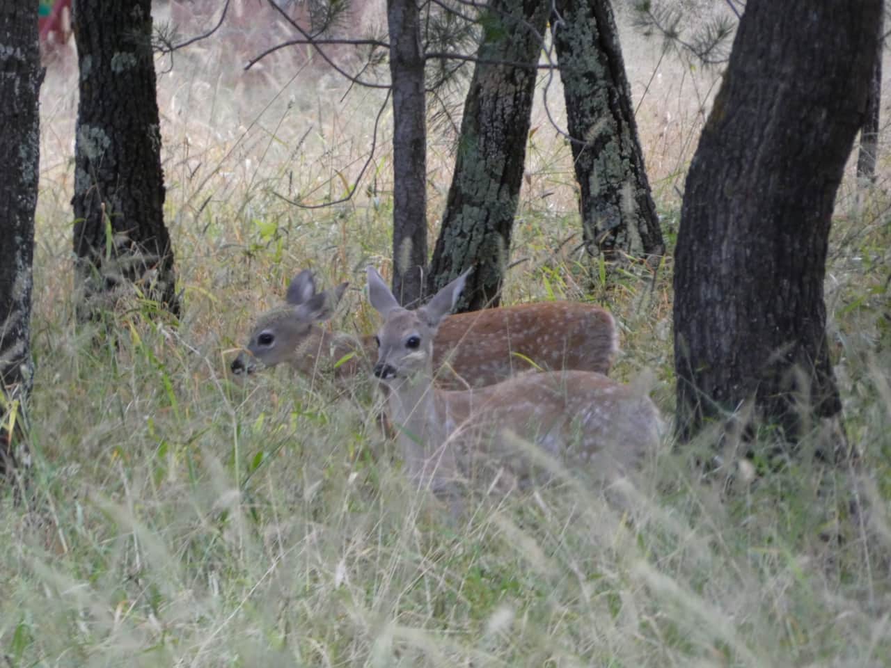 Coues Whitetail Deer Fawns