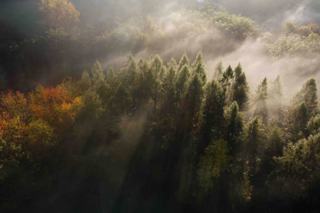 Wald im Nebel Ferienwohnung Schoeneshof