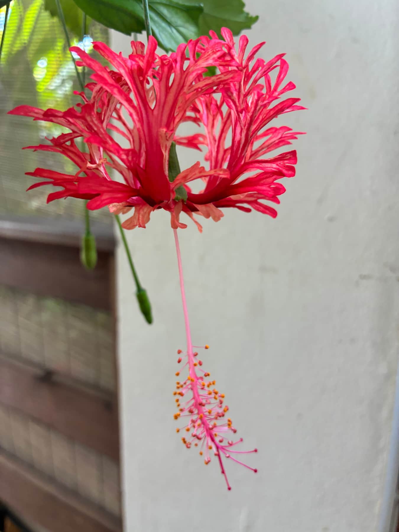 Hibiscus