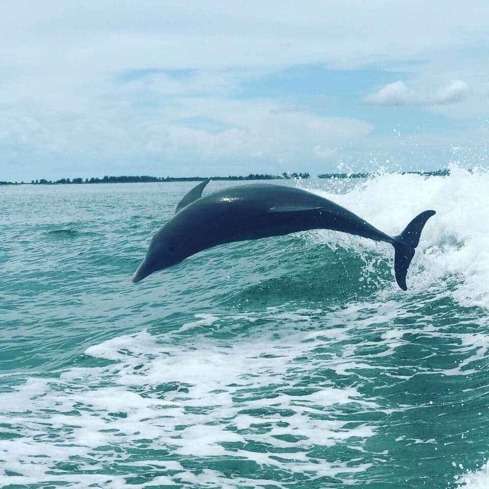 Dolphin Time with Captain Jessica at Island Time Dolphin & Shelling Cruises!