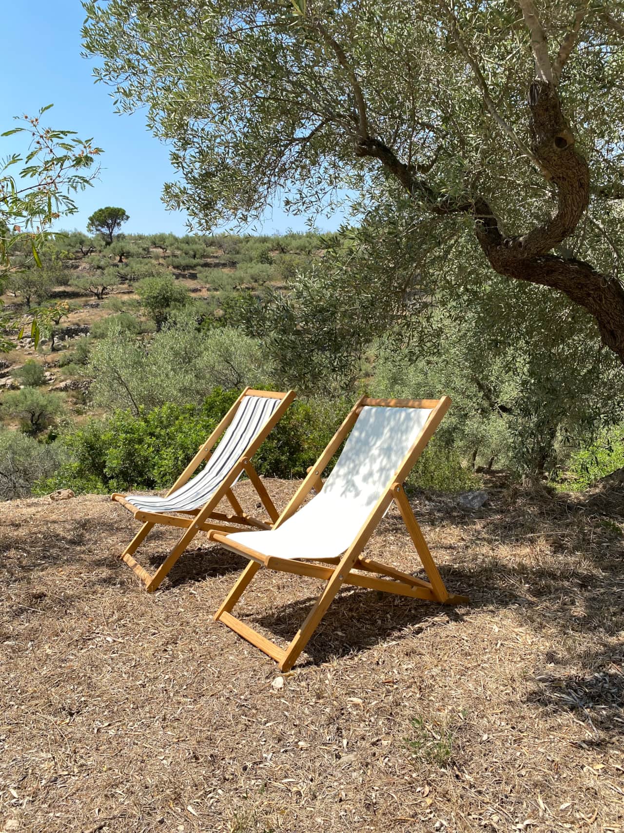 bancales entre olivos