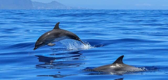 Wild dolphins near Madeira—unforgettable ocean adventure just minutes from Floeca Wild dolphins near Madeira—unforgettable ocean adventure just minutes from Floeca