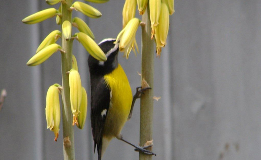  bananaquits love aloe vera blossoms