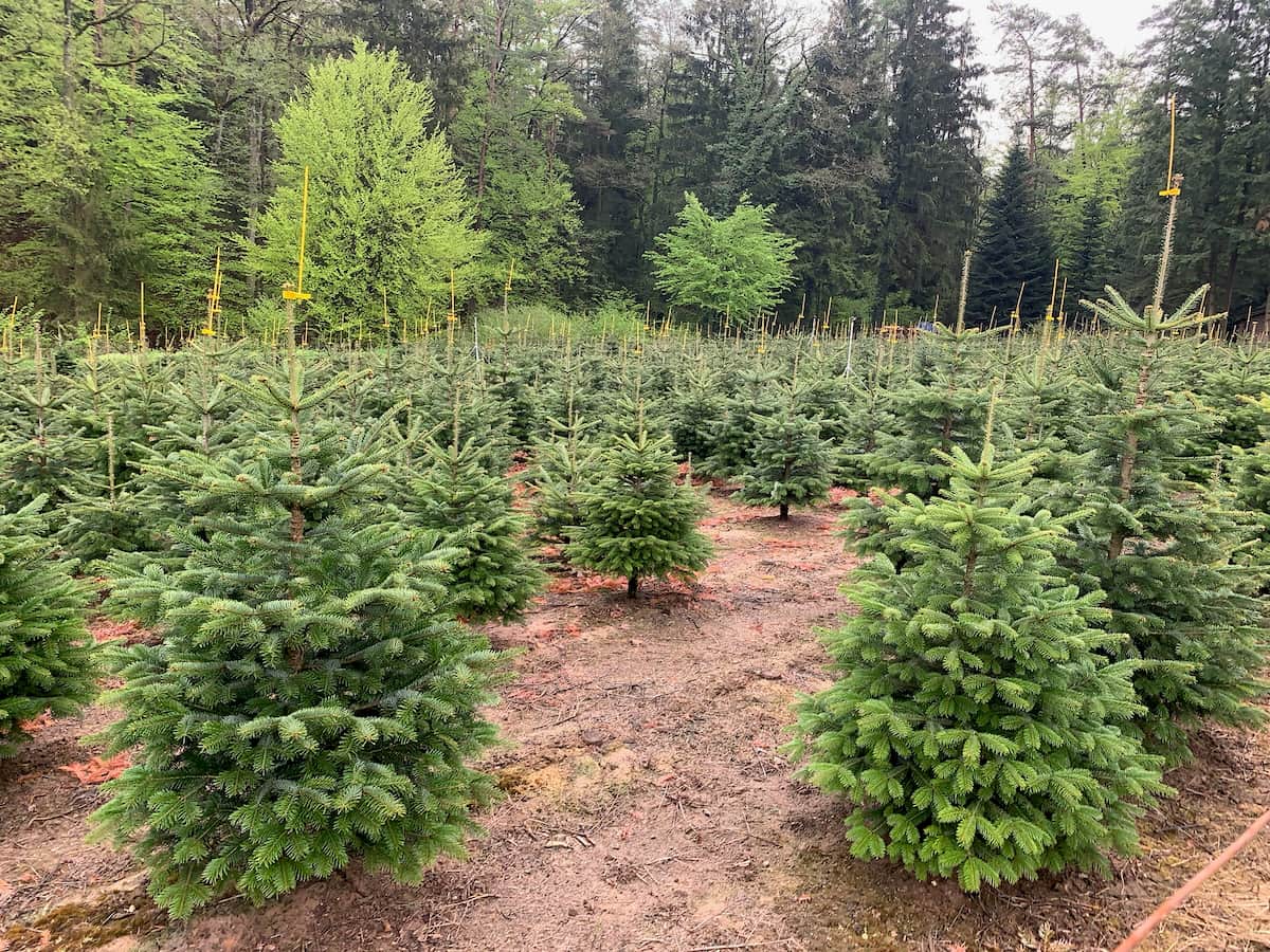 Warten auf Weihnachen Warten auf Weihnachen