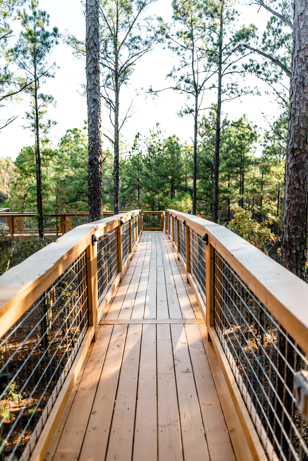 One of a kind 100' Skywalk in the tree canopy, over 15' high