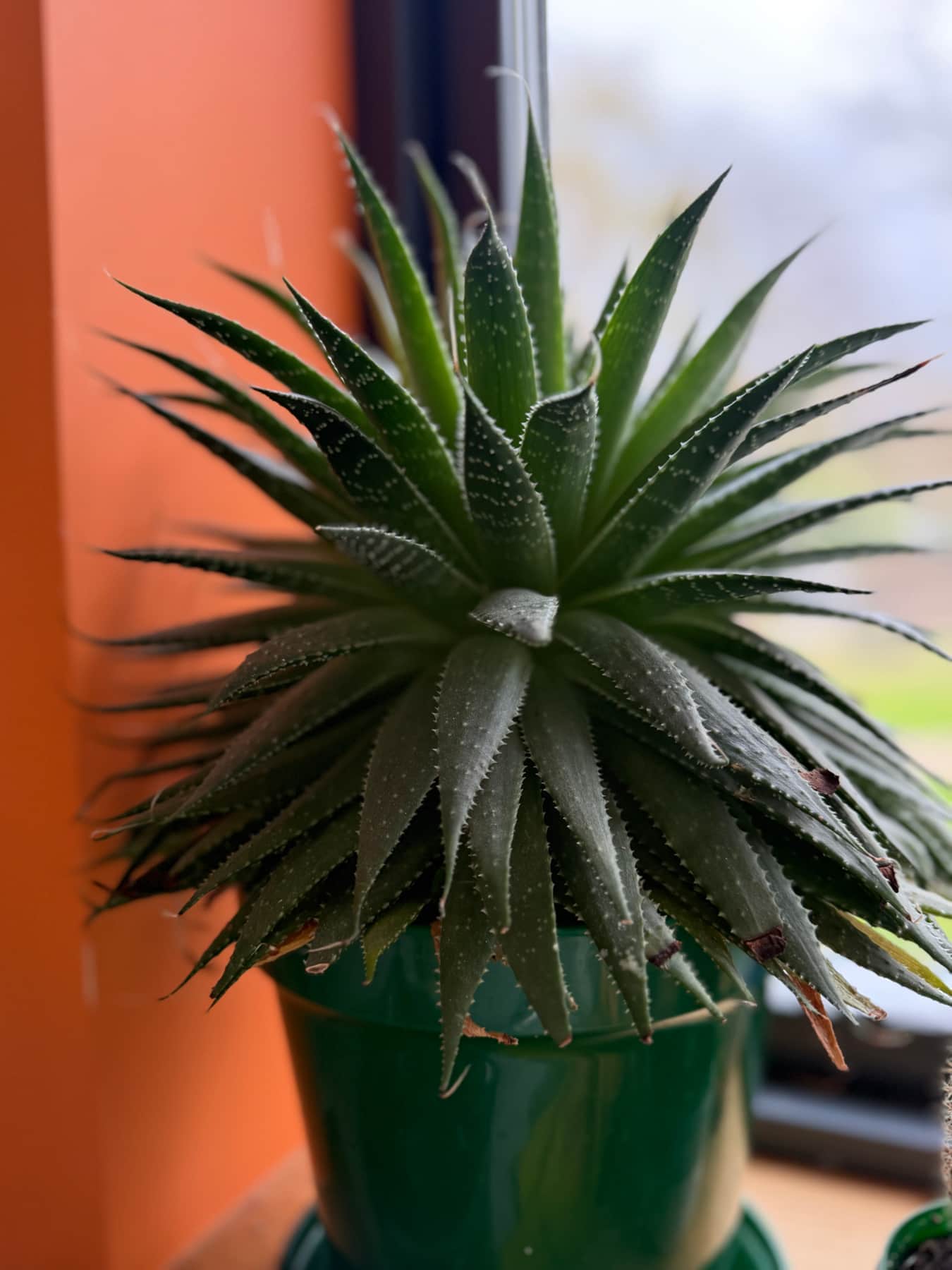 Plant Decor