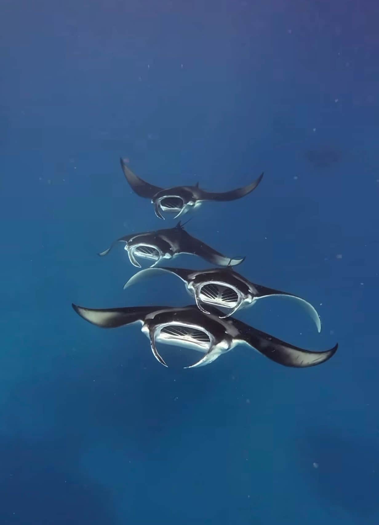 DIve with Manta rays