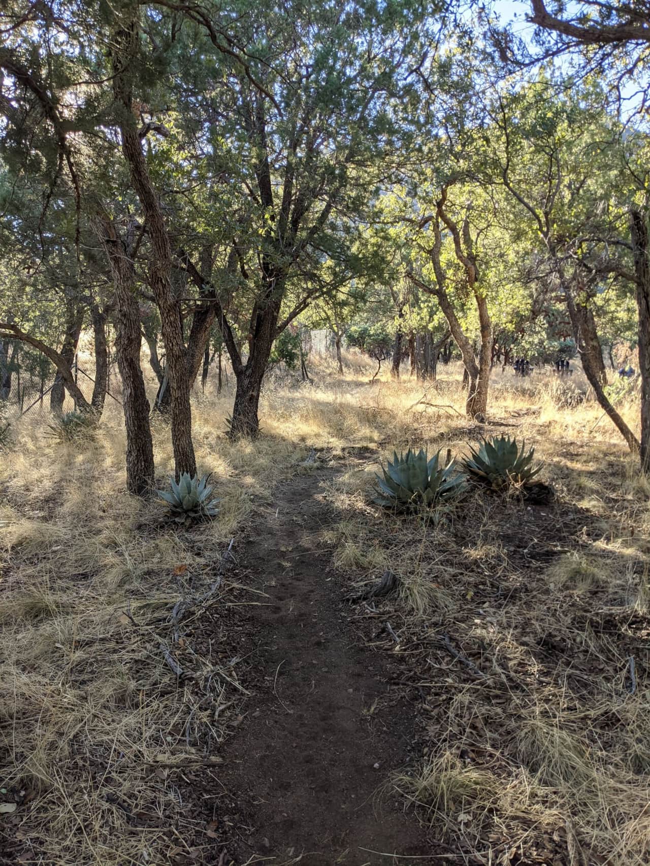 Huachuca Agave along our Majestic View Trail