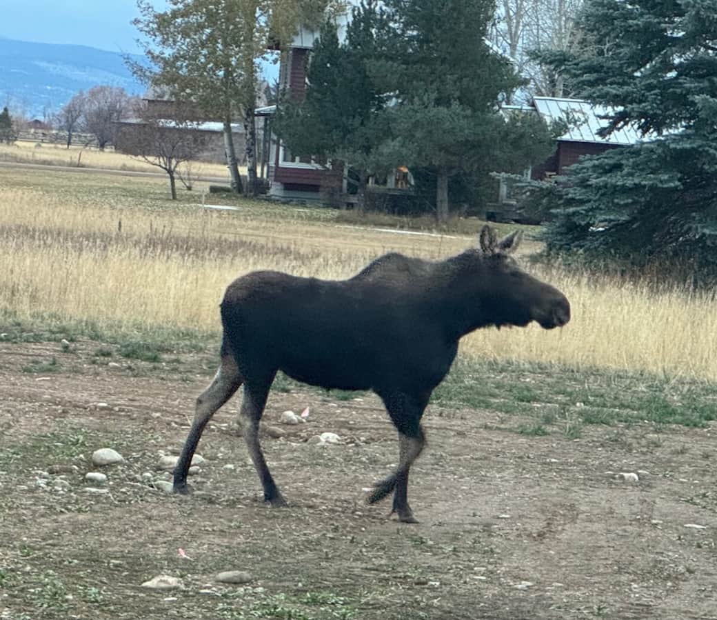 Moose and calf strolling through property backyard