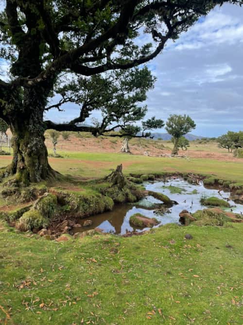Fanal Forest on Madeira