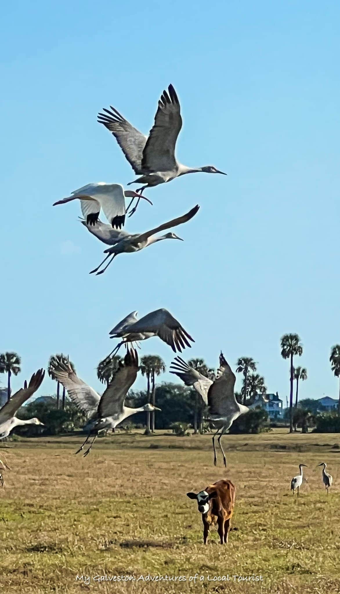 Sandhill cranes gathered in a field near Galveston during winter migration