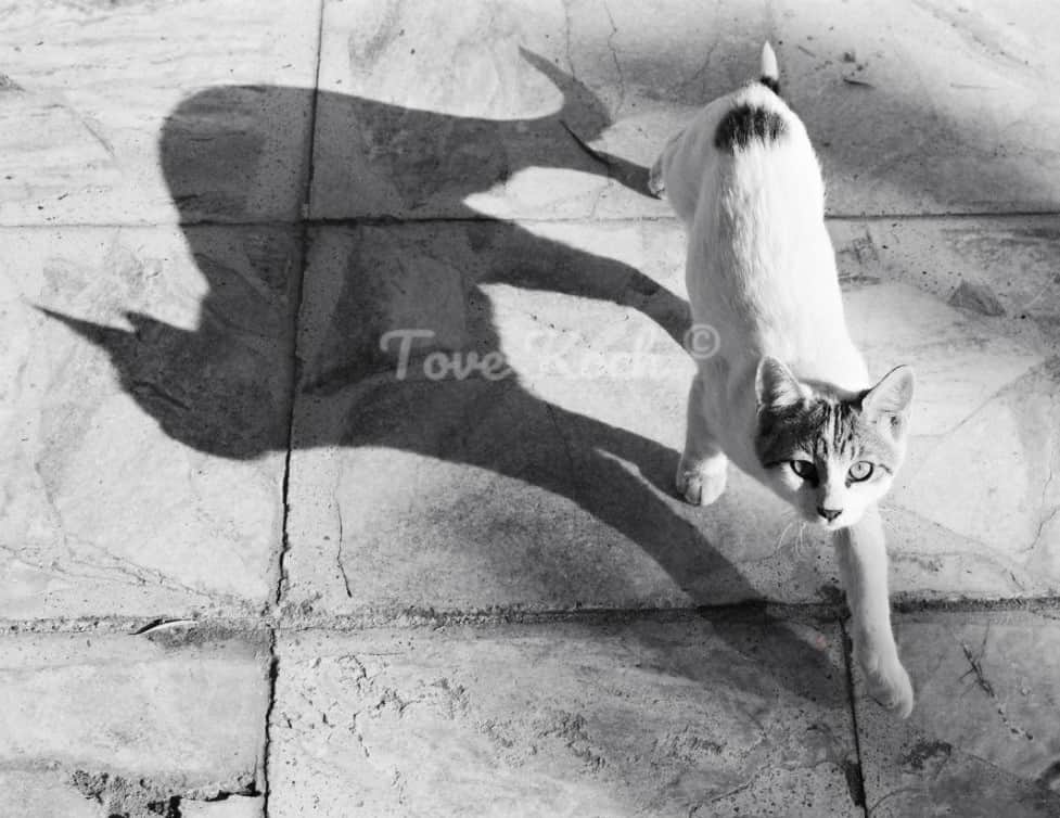 "Egyptian Cat"