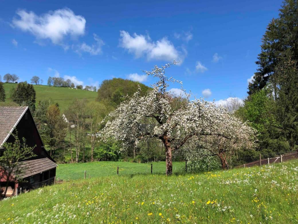 Obstwiese hinter dem Haus